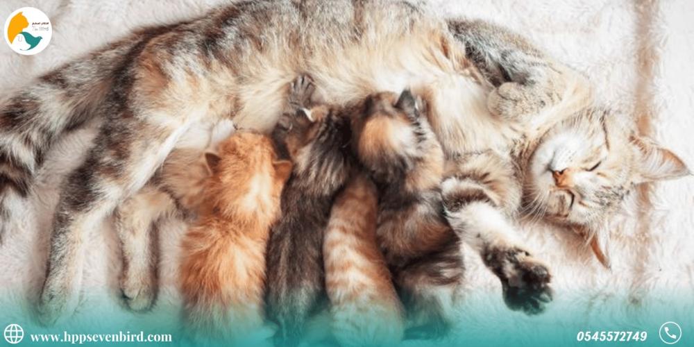 ماهي علامات اقتراب ولادة قطتك