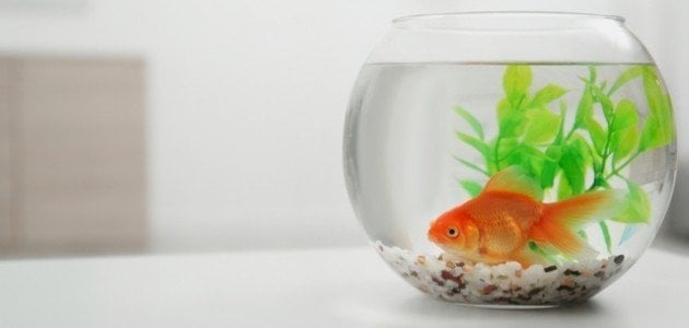 ما لا تعرفه عن تربية أسماك الزينة