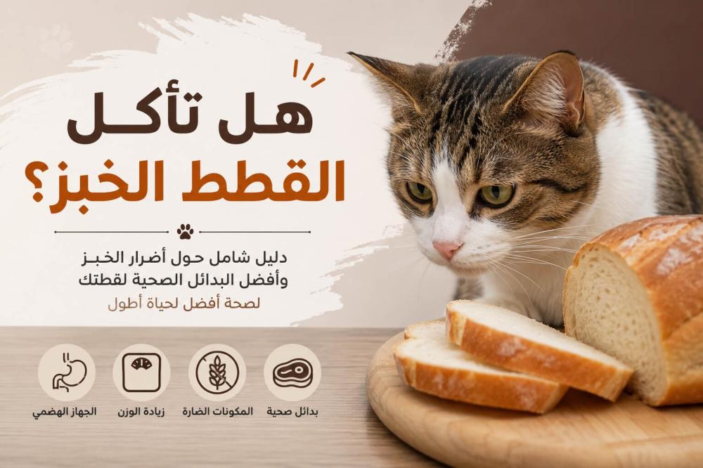 هل تاكل القطط الخبز