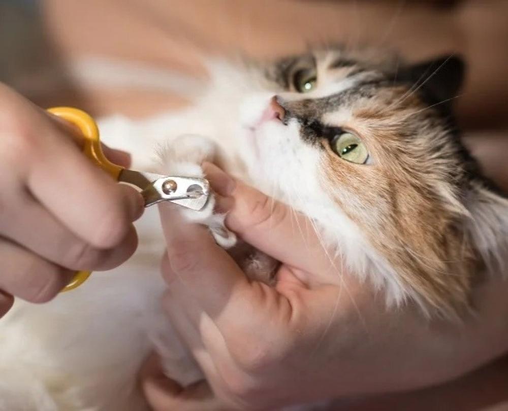 خطوات تقليم أظافر القطط