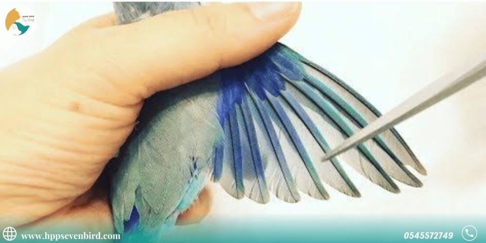 قص أجنحة الطيور دليل شامل لأصحاب الطيور الأليفة