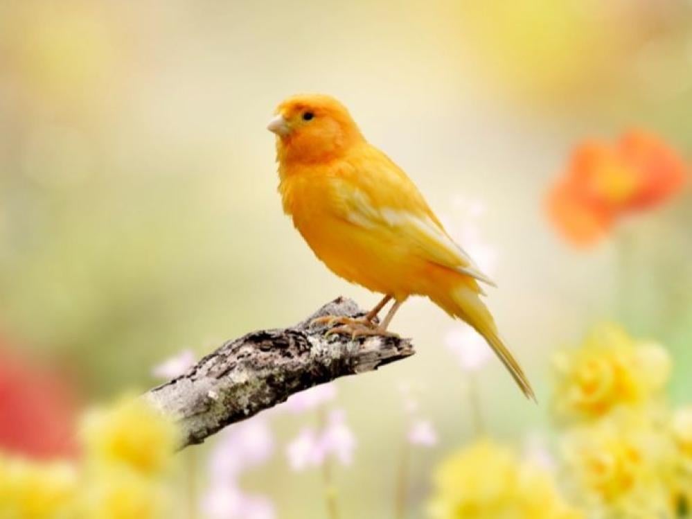 Reasons why canaries pluck their feathers
