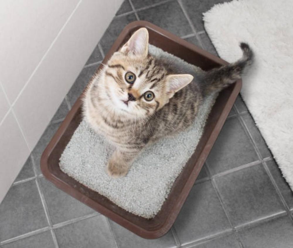 Everything you need to know to buy the suitable cat litter