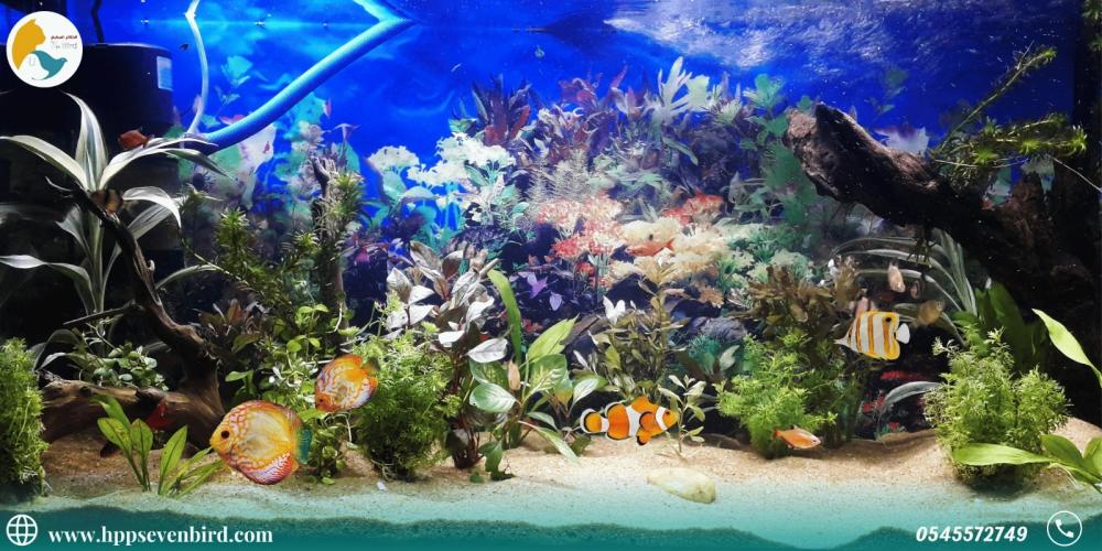 حول حوض الأسماك إلى تحفة فنية