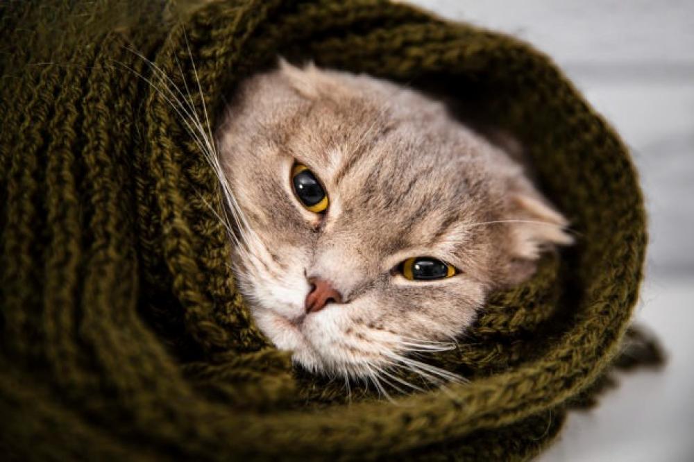What is gastritis in cats?