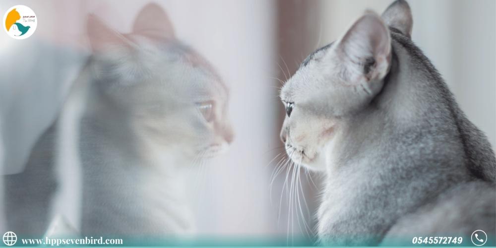 تخفيف قلق وتوتر القطط