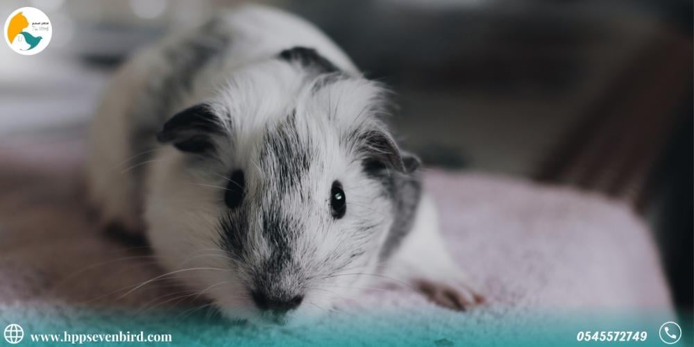 كل ما تريد معرفته عن الشنشيلا