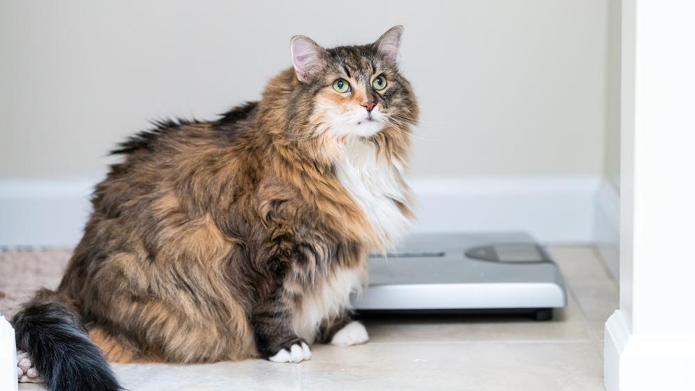 Weight control in cats