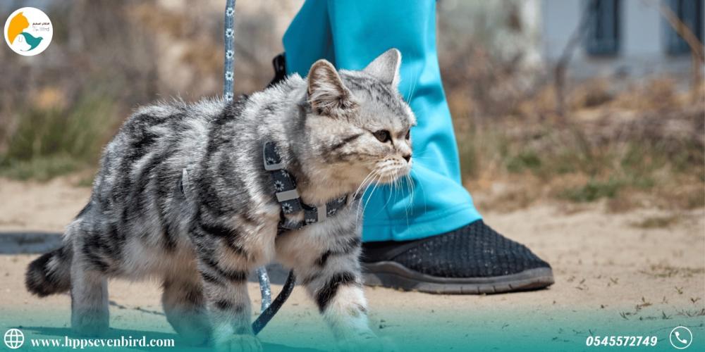 كيف تهتم بقطك الأليف عند خروجه من المنزل
