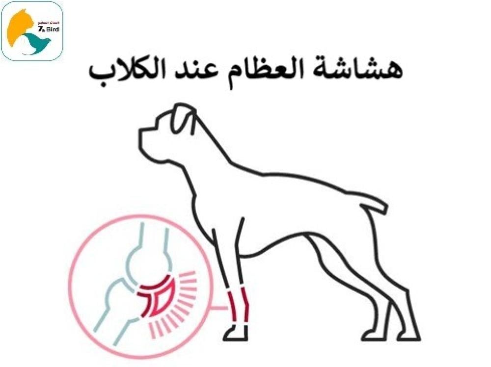 هشاشة العظام في الكلاب