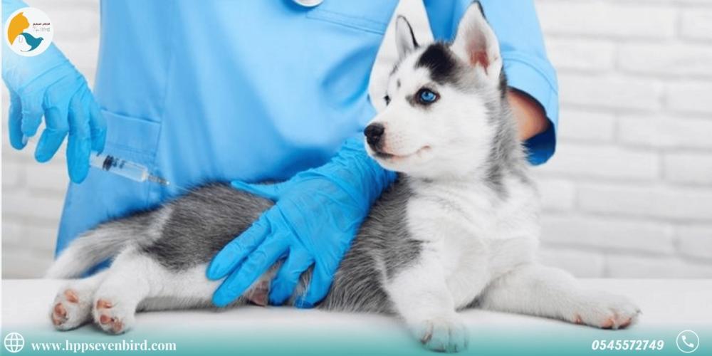 كل ما تحتاج معرفته عن العناية بالجراء والفحوصات الأولية