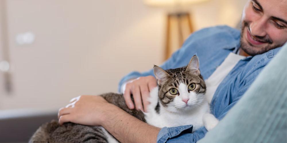 افضل طرق العناية بالقطط