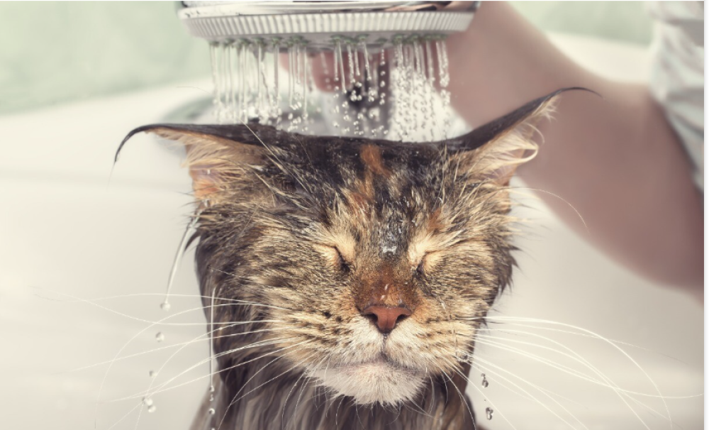 العناية الصحيحة بحمام الحيوانات الأليفة