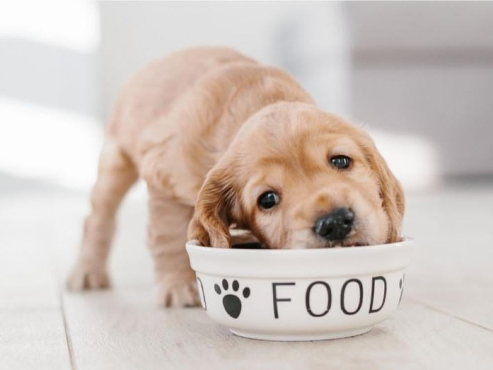 Diseases affecting dogs due to malnutrition