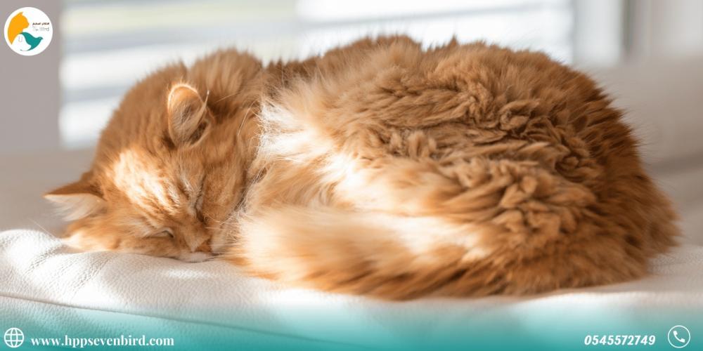Why do cats oversleep?