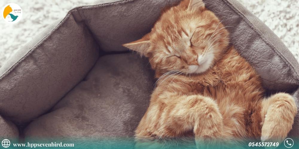 ماذا تخبرك وضعية نوم قطتك؟