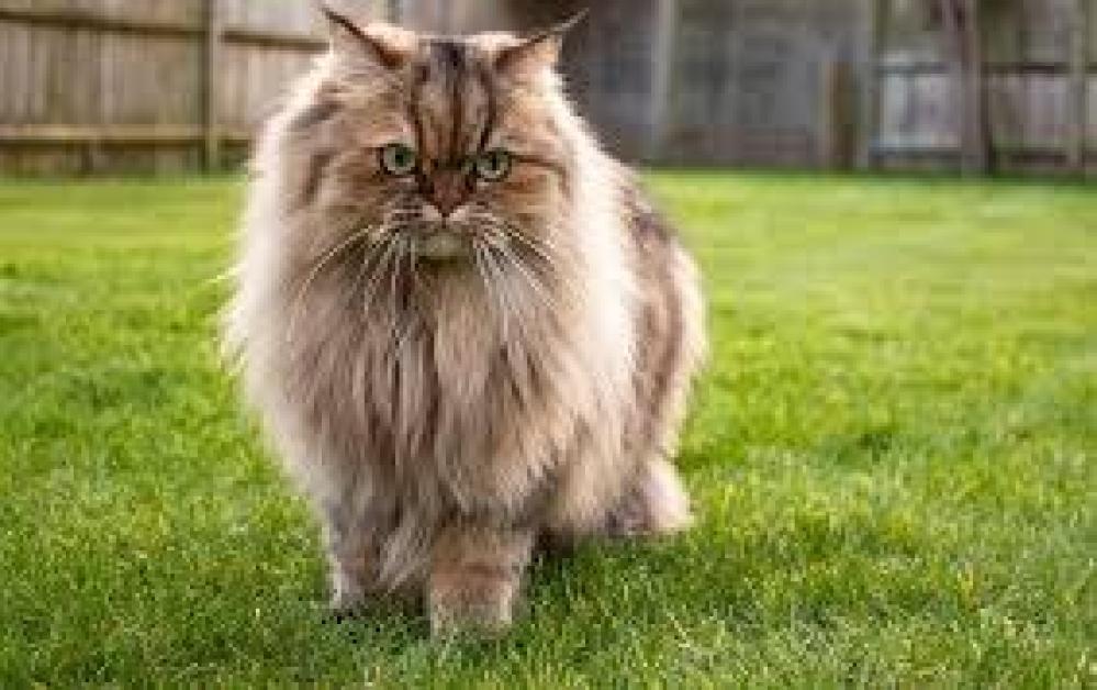 ماهي أسباب تساقط شعر قطتي ؟