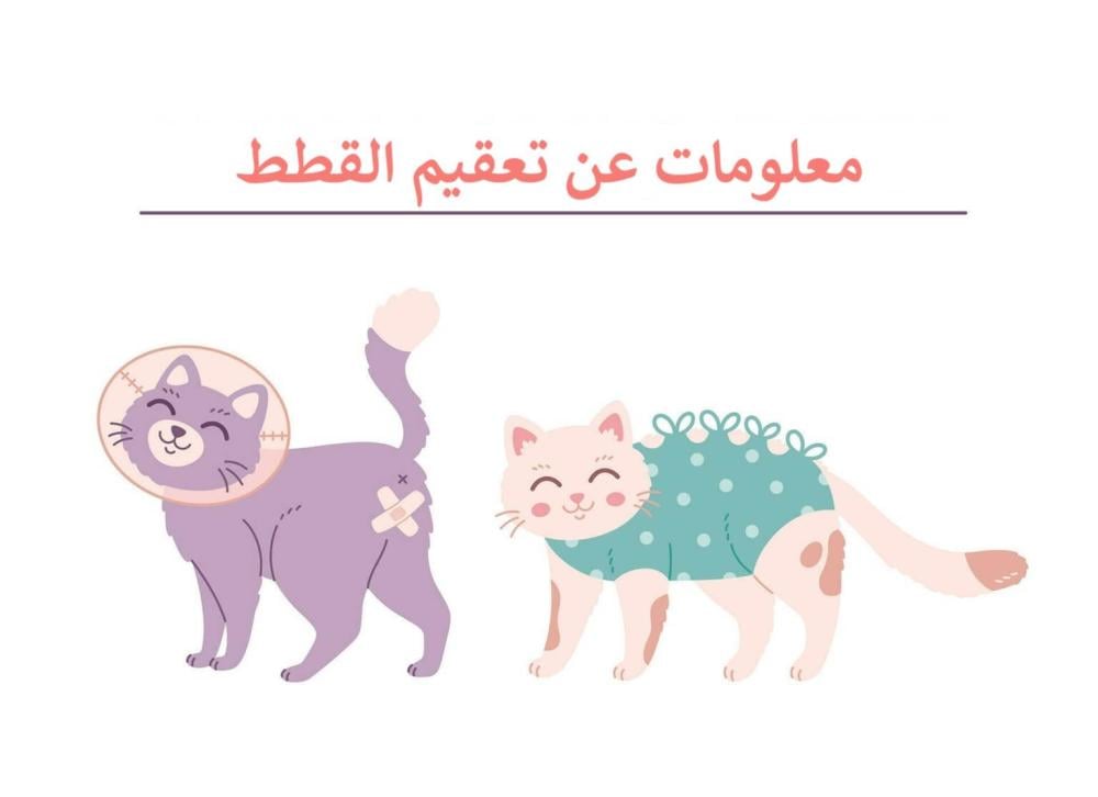 معلومات عن تعقيم القطط