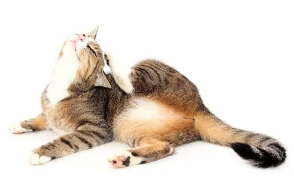 قطتي تعاني من حكة في الجلد