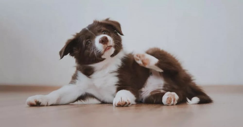 الجرب عند الكلاب و طرق علاجه