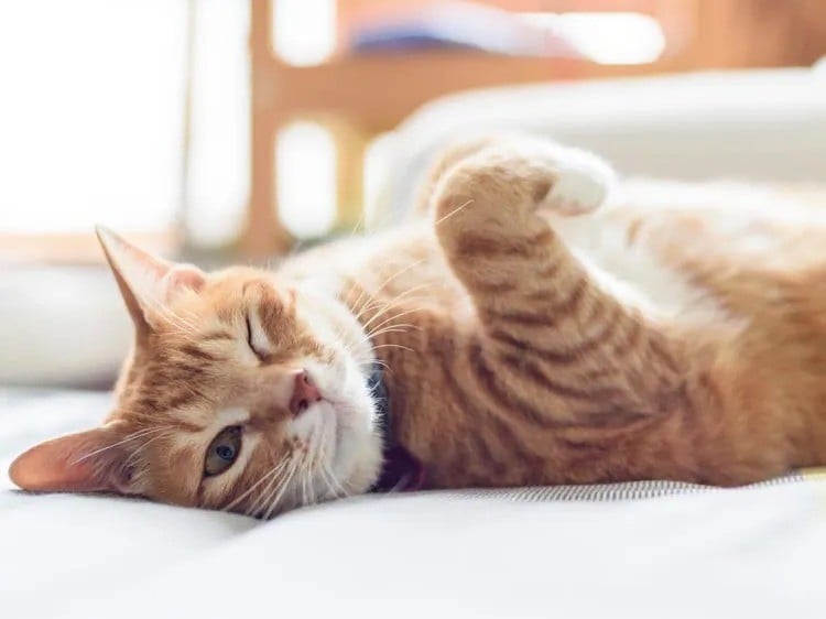 لماذا تغمز القطط ؟