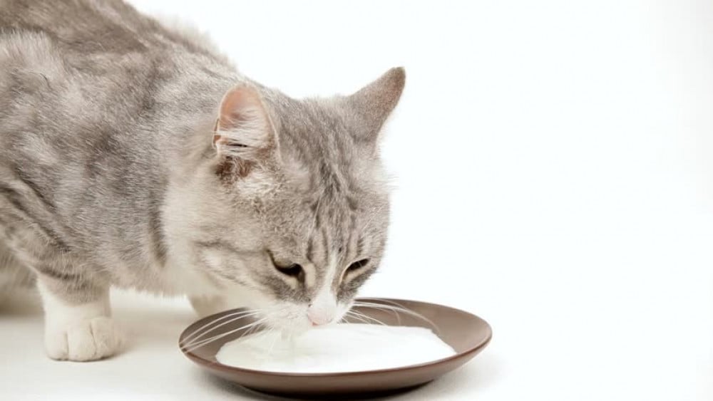 Cat&#39;s milk