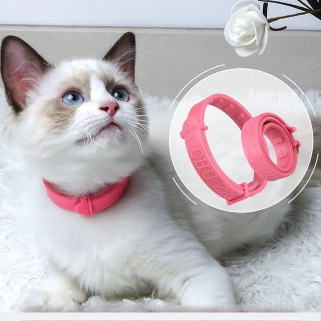 طوق البراغيث للقطط