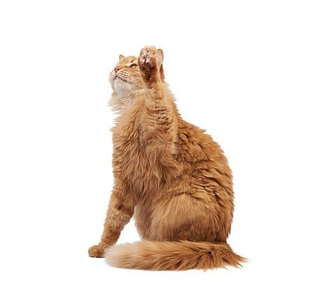 علاج تشققات كفوف عند القطط