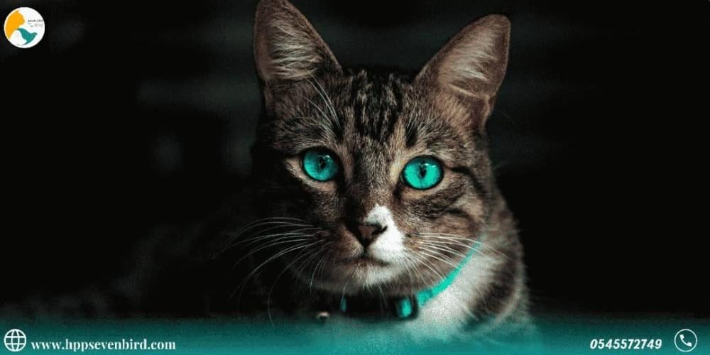 Why do cats' eyes change color?