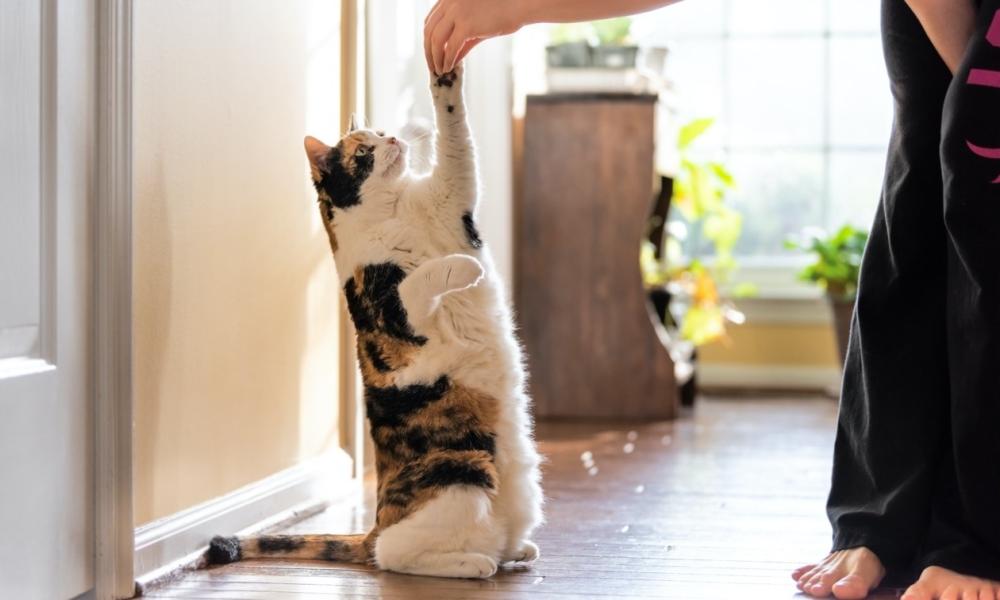 لغة الاشارة المستخدمة عند القطط