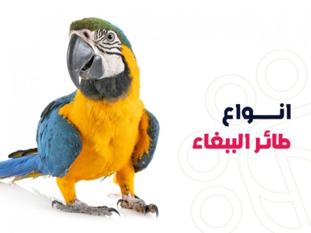 افضل انواع الببغاء