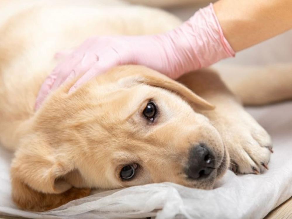 علاج خمول الكلاب