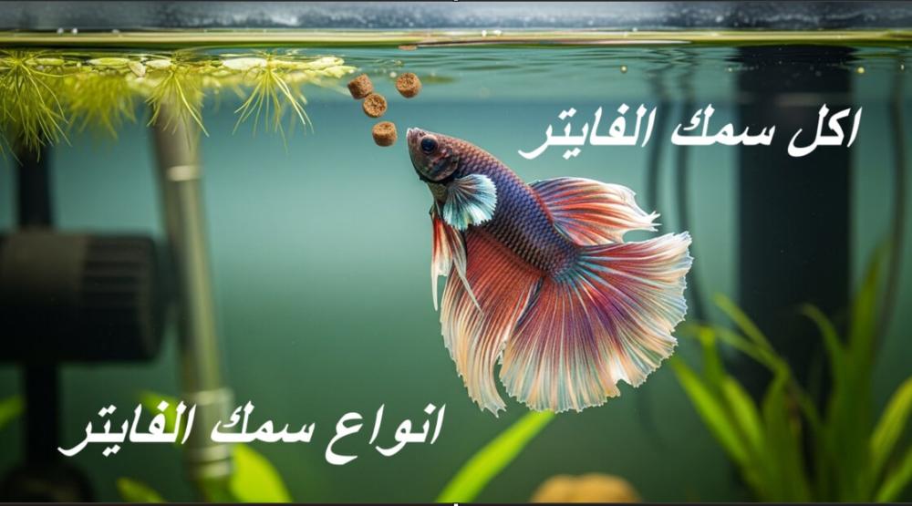 اكل سمك الفايتر