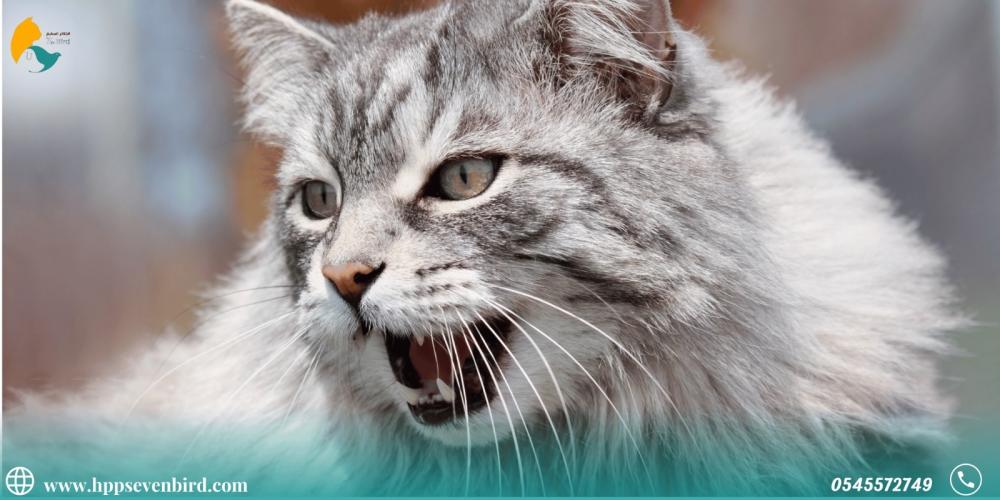 لماذا يتغير سلوك قطتك فجأة