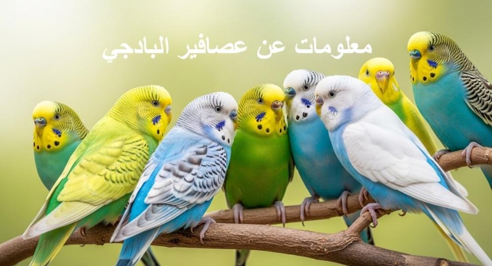 معلومات عن عصافير البادجي: كل ما تحتاج معرفته عن انواعها وطعامها الصحي