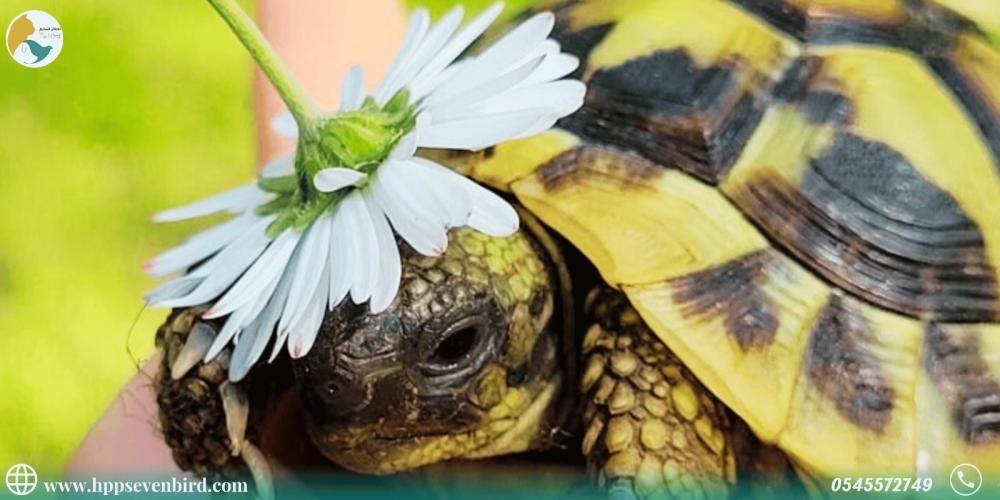 Is raising turtles good luck? Fact or myth?