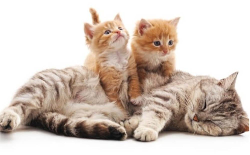 كم عمر القطط عند الموت