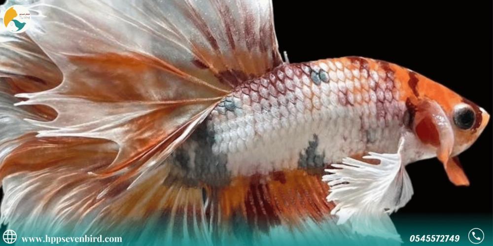 العناية بزعانف أسماك الزينة وعلاج التعفن