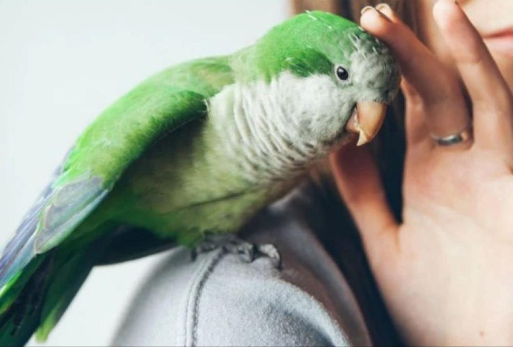 العناية بأظافر ومناقير الطيور