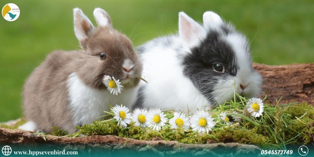 حقائق ممتعة عن تربية الأرانب