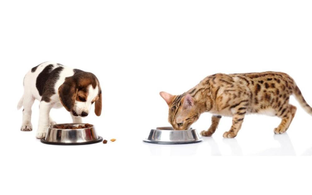 الطعام البيطري للقطط و الكلاب