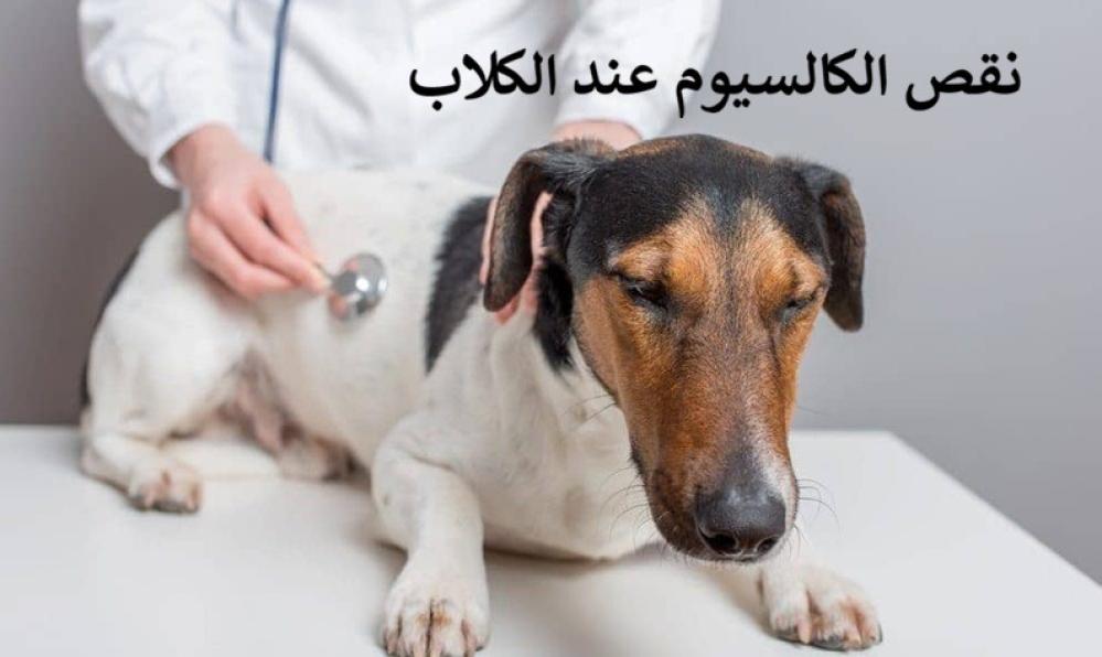 نقص الكالسيوم عند الكلاب
