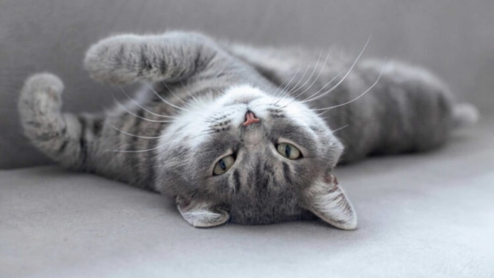 لماذا تتقلب القطة على الأرض؟