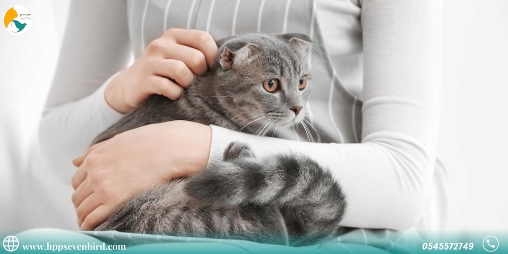 معلومات خاطئة عن العناية بالقطط