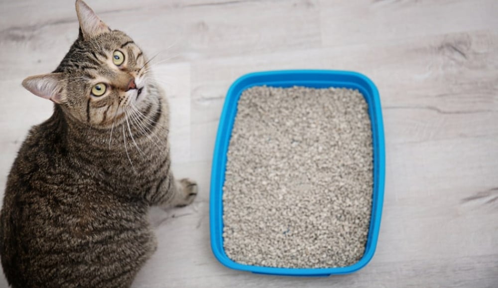 How to train cats to litter box