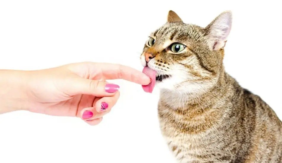ما هــــو الســبب وراء لعق قطتـي لي ؟