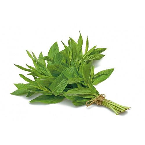 حبق ربطة