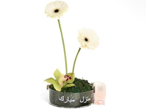 جربيرا