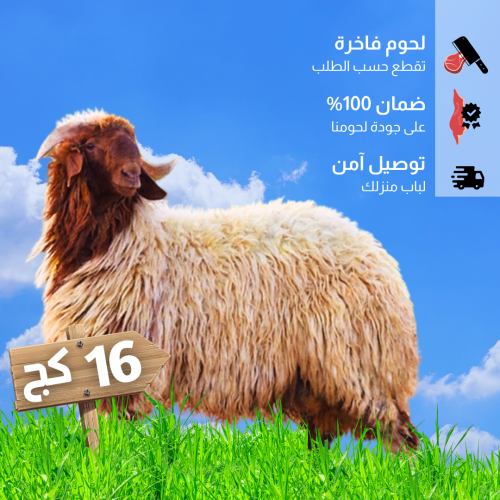 خروف نعيمي مذبوح 16 كغ