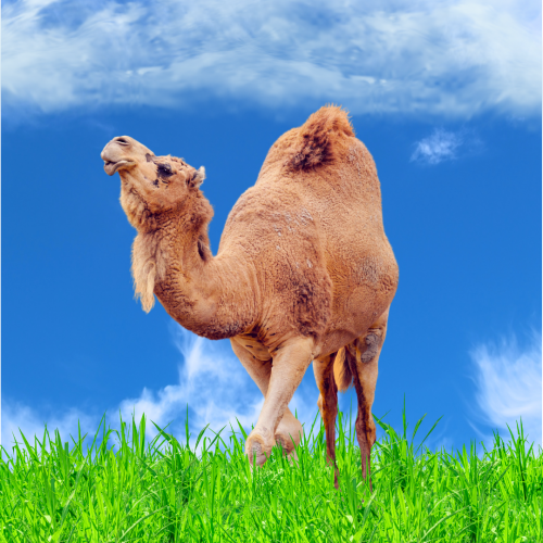 ربع حاشي بلدي